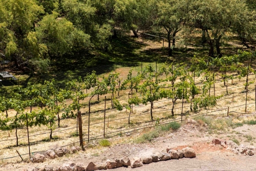A Corner of Javelina Leap Vineyards in Cornville AZ 