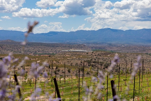 Cove Mesa Vineyard overlooking Elephante Vineyard of Merkin Vineyards