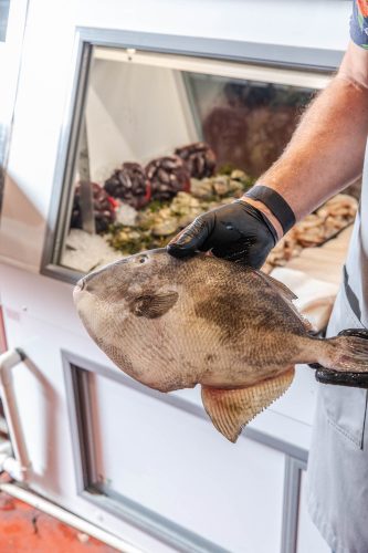 Fresh Fish at Nelson's Meat  Fish