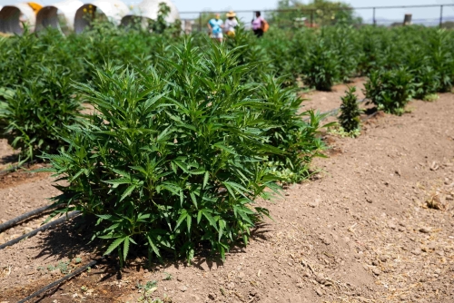 Hemp at Rhiba Farms in San Tan Valley