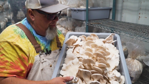 Mushrooms grown at Rhiba Farms in San Tan Valley