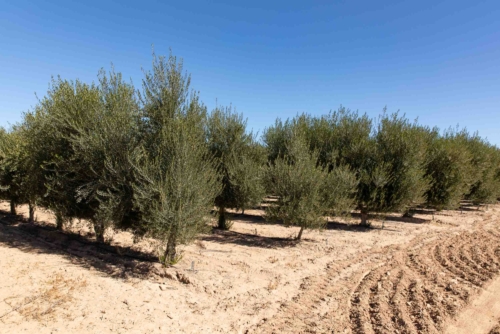 Olive Orchard at Queen Creek Olive Mill