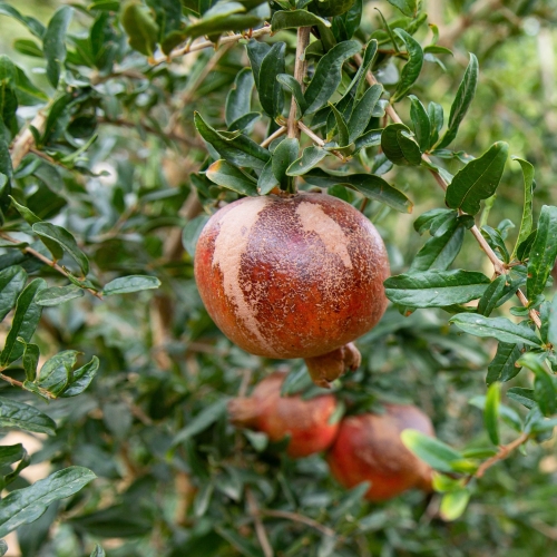 Pomegranate at Rhiba Farms in San Tan Valley