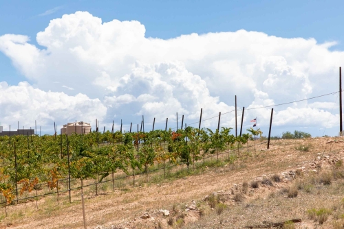Solair Vineyard part of Cove Mesa Vineyards in Cornville AZ
