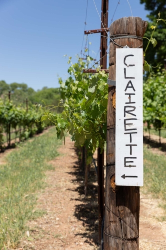 Vineyards at Page Springs Cellars 2