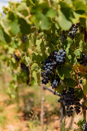 Wine Grapes at Solair Vineyard part of Cove Mesa Vineyards in Cornville AZ 