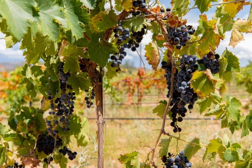 Wine Grapes at Solair Vineyard part of Cove Mesa Vineyards in Cornville AZ