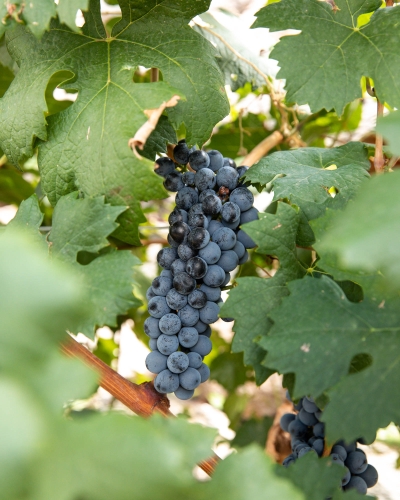 grapes at merkin vineyards in cottonwood az